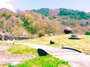 桜が満開太陽の丘公園